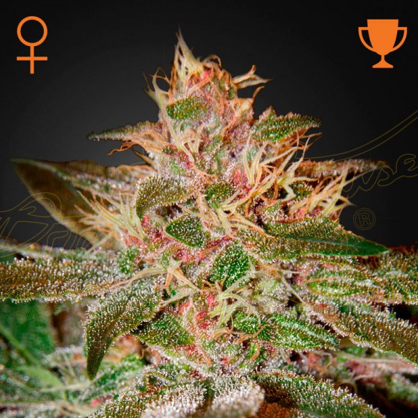 Семена марихуаны Pure Kush fem. Green House Seeds