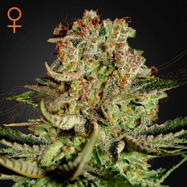 Семена марихуаны Super Bud fem. Green House Seeds