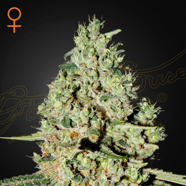 Насіння марихуани Super Critical fem. Green House Seeds