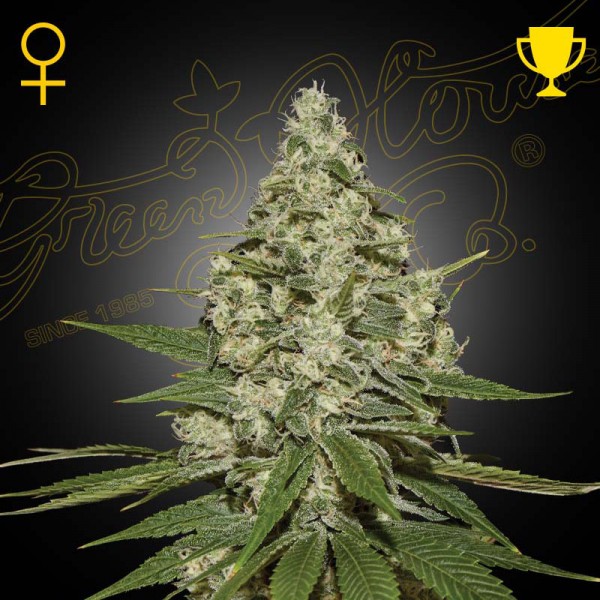Насіння марихуани Super Lemon Haze fem. Green House Seeds