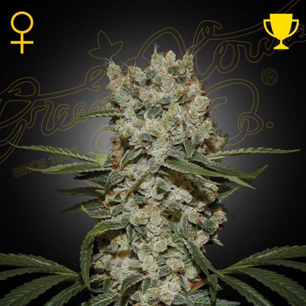 Насіння марихуани Super Silver Haze fem. Green House Seeds