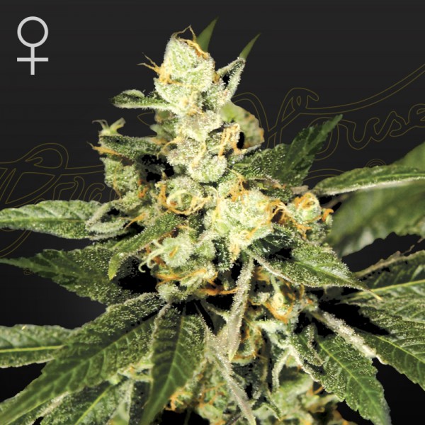 Семена марихуаны Train Wreck fem. Green House Seeds