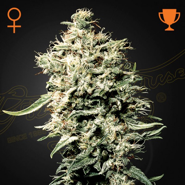 Насіння марихуани White Rhino fem. Green House Seeds