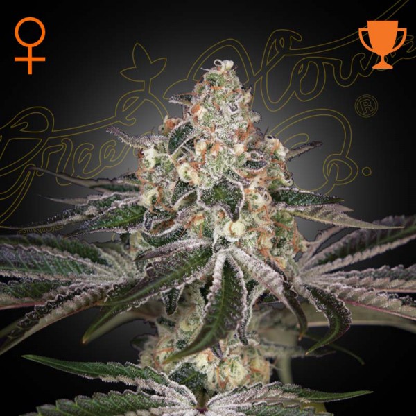 Насіння марихуани White Widow fem. Green House Seeds