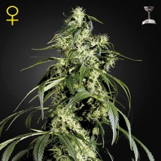 Green House Seed Arjan's Haze 1 feminised