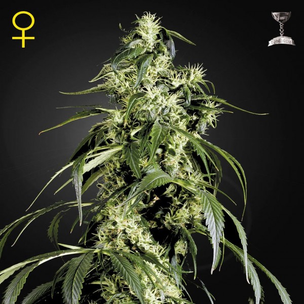 Насіння коноплі Green House Seed Arjan's Haze 1 feminised