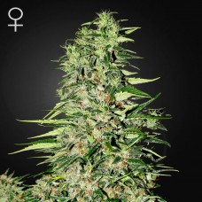 Green House Seed Diamond Girl feminised