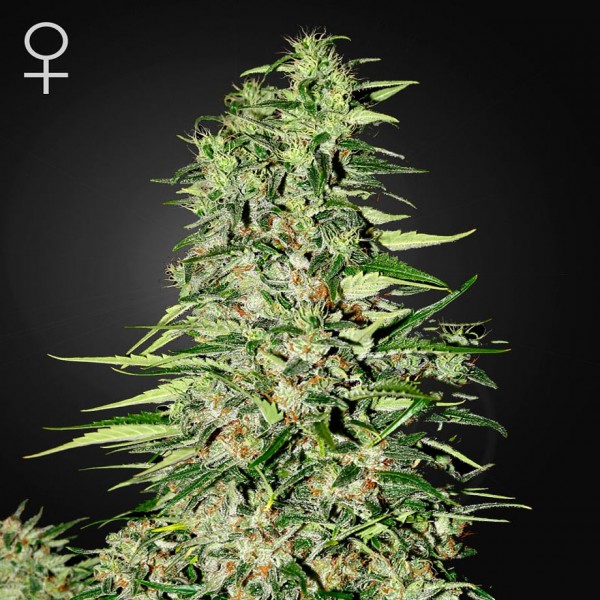 Семена конопли Green House Seed Diamond Girl feminised