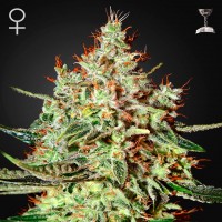 Green House Seed K-Train feminised