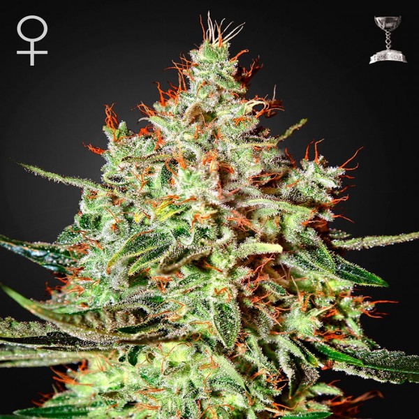 Семена конопли Green House Seed K-Train feminised