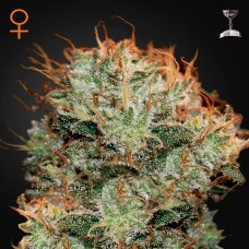 Green House Seed Kaia Kush feminised