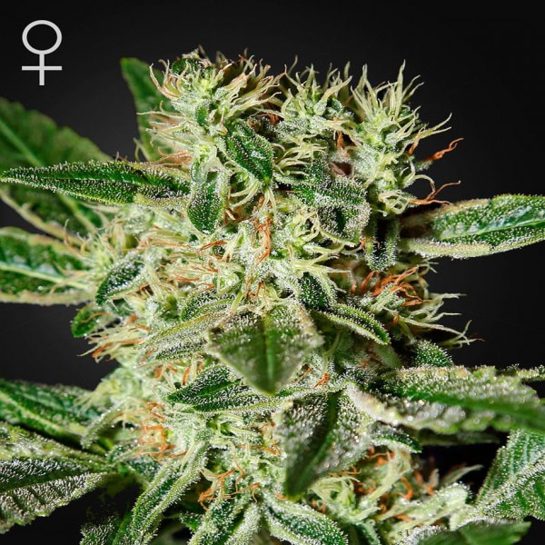 Насіння коноплі Green House Seed Ladyburn 1974 feminised