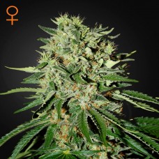 Green House Seed The Doctor feminised