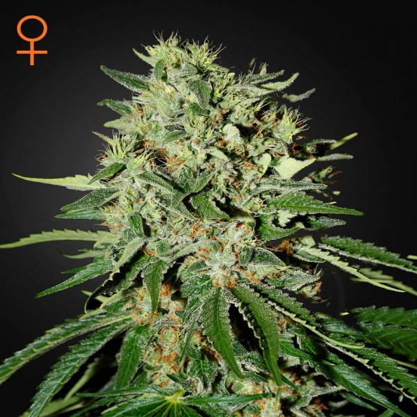 Насіння коноплі Green House Seed The Doctor feminised