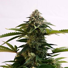 Amnesia Dream XL auto feminised (Kannabia)
