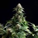 Насіння марихуани Amnesia Dream XL autofem. Kannabia