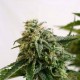 Насіння марихуани Amnesia Dream XL autofem. Kannabia