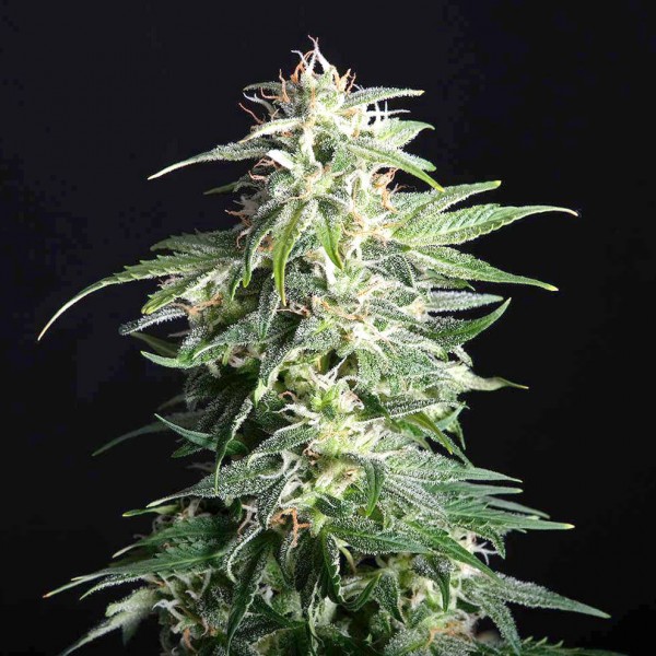 Насіння марихуани Swiss Dream CBD autofem. Kannabia