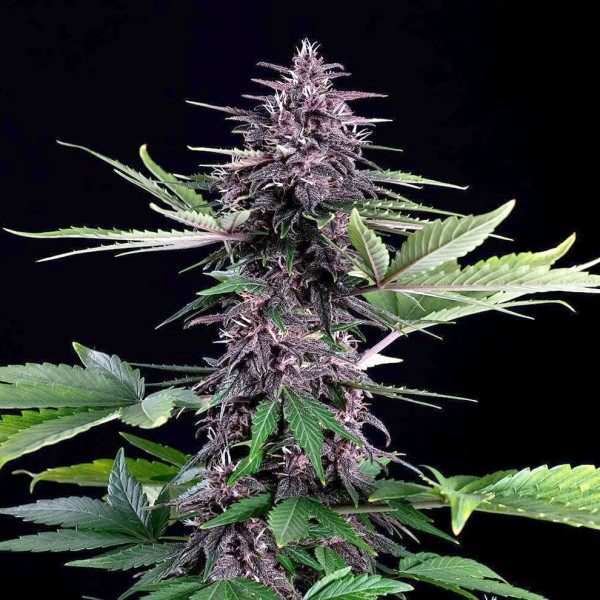 Насіння марихуани Swiss Dream Rose CBD autofem. Kannabia
