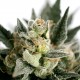 Насіння марихуани Lemon Haze autofem. Kannabia