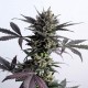 Насіння марихуани Lemon Haze autofem. Kannabia