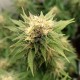 Насіння марихуани Lemon Haze autofem. Kannabia