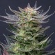 Семена марихуаны Purple Dream autofem. Kannabia