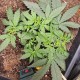 Семена марихуаны Purple Dream autofem. Kannabia
