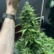 Насіння марихуани Speedy Boom autofem. Kannabia