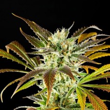 Kannabia Amnesi-K Haze feminised