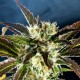 Насіння коноплі Kannabia Amnesi-K Haze feminised