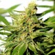 Семена марихуаны BCN Diesel CBD fem. Kannabia