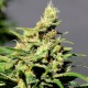 Семена марихуаны BCN Diesel CBD fem. Kannabia