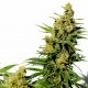 Семена марихуаны BCN Diesel CBD fem. Kannabia