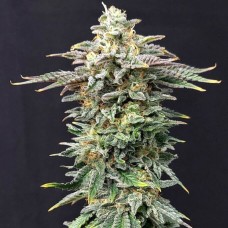 Cherry Dream feminised (Kannabia)