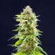 Насіння марихуани Cookies Haze fem. Kannabia