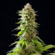 Насіння марихуани Cookies Haze fem. Kannabia