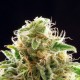 Насіння марихуани Cookies Haze fem. Kannabia