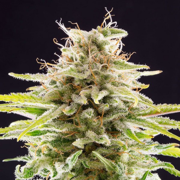 Семена марихуаны Super OG Kush fem. Kannabia