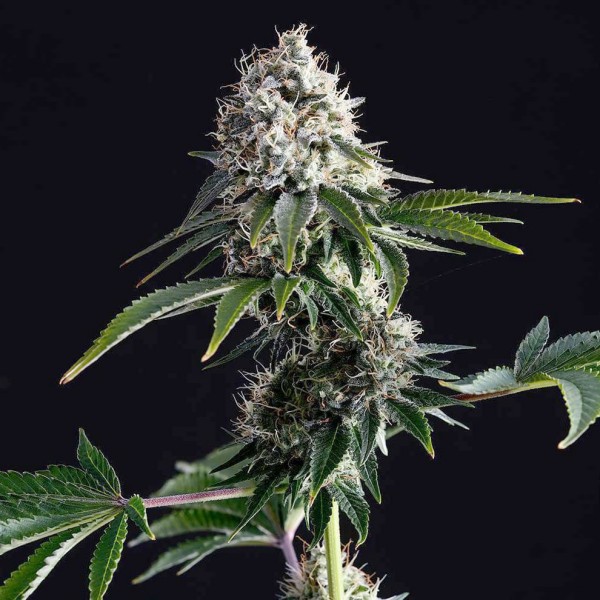 Насіння марихуани Swiss Dream CBD fem. Kannabia
