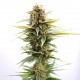 Насіння марихуани GSC fem. Kannabia