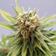Насіння марихуани GSC fem. Kannabia