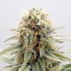 Насіння марихуани GSC fem. Kannabia