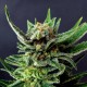 Насіння марихуани Gypsy Kush fem. Kannabia