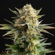 Насіння марихуани Gypsy Kush fem. Kannabia