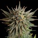 Насіння марихуани Gypsy Kush fem. Kannabia