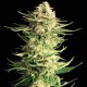 Насіння марихуани Indica Cream fem. Kannabia