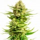 Насіння марихуани Indica Cream fem. Kannabia