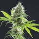 Насіння марихуани Kama Kush CBD fem. Kannabia