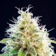Насіння марихуани Kama Kush CBD fem. Kannabia
